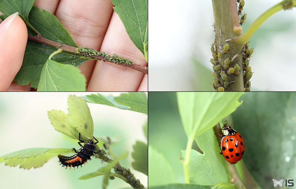 Intra science levage de coccinelles d tails